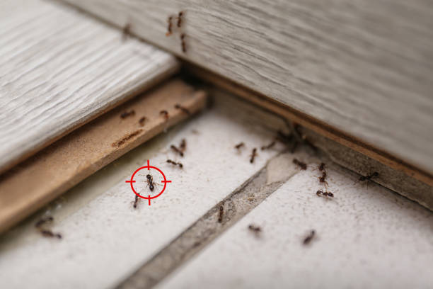 Best Affordable Pest Control Services  in Manhattan Beach, CA