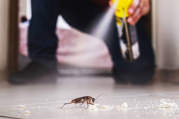 Best Pest Removal Services  in Manhattan Beach, CA