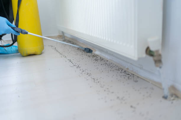 Best Pest Control Near Me  in Manhattan Beach, CA